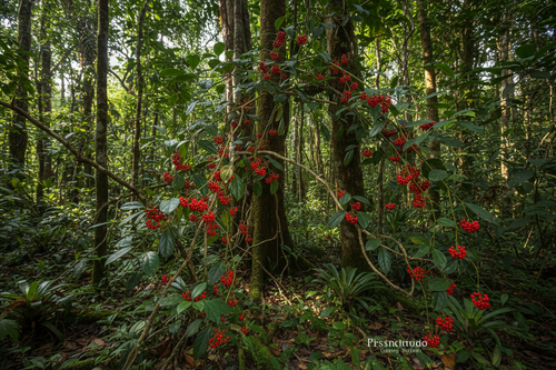Voatsiperifery en forêt Madagascar